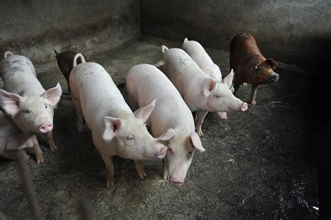china hog virus